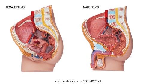Plastic human body model with organs, urinary, pelvis part - Shutterstock ID 1035402073