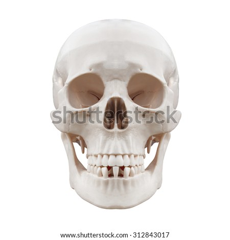 Plastic human skull on isolated white background.