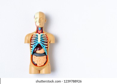 Internal Organs Man Hd Stock Images Shutterstock