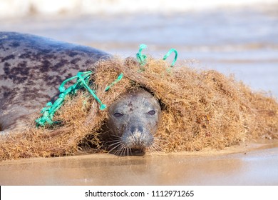 https://image.shutterstock.com/image-photo/plastic-marine-pollution-seal-caught-260nw-1112971265.jpg