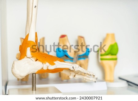 Plastic medical bone sample. Study human skeleton.
