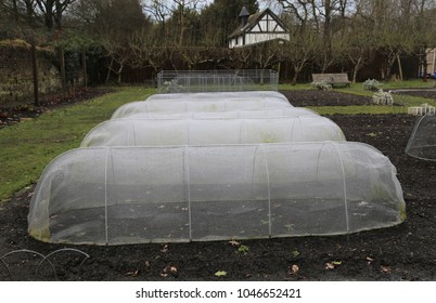 Plastic Mini Poly Tunnels In An English Winter Garden.