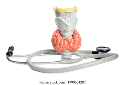 Plastic model of afflicted thyroid and stethoscope on white background - Shutterstock ID 1990631207