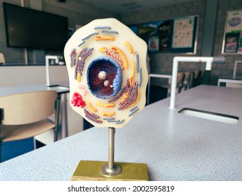 Plastic Model Of An Animal Cell, 1 To 20000 Scale, Used In Biology Class