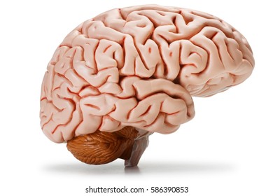 Plastic model of human brain, isolated - Powered by Shutterstock