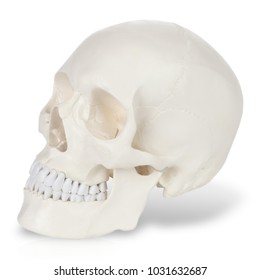 Plastic model of human scull - Shutterstock ID 1031632687