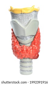 Plastic model of thyroid with tumor isolated on white
