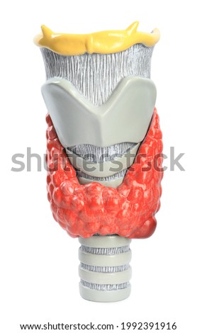 Plastic model of thyroid with tumor isolated on white