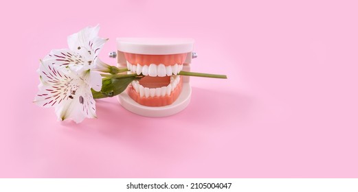 plastic model of a tooth and an alstroemeria flower on a pink background