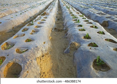 2,797 Plastic mulching Images, Stock Photos & Vectors | Shutterstock