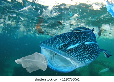Plastic ocean pollution. Whale Shark filter feeds in polluted ocean, ingesting plastic   