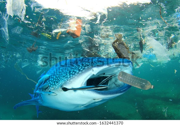 Plastic Ocean Pollution Whale Shark Filter Stock Photo (Edit Now ...