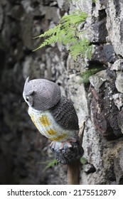 Plastic Owl Looking Away Close To Basalt Wall