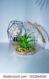 Plastic Plant Similar To Aloe Vera Inside A Glass Pot And With A Rope To Hang It. Behind It Is A Lit Led Bulb, Surrounded By Metal In The Shape Of A Lozenge, With A White Background.