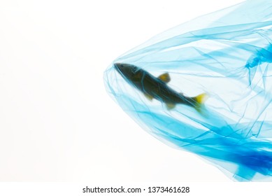 Plastic Pollution Creative Concept Advertise For Campaign Save Oceans By Photo Of Sea Fish Model Caught Struck In Blue Plastic Bag With Copy Space. Plastic Bag Looks Transparent By Studio Flash Light.