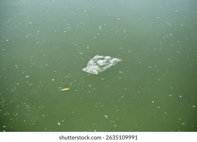 Plastic pollution floating in green algae-infested water: environmental impact.