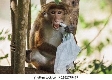 Plastic pollution in the jungle, environmental problem. Monkey eating plastic bags, mistaking them for food. Plastic waste. High quality photo
