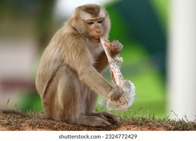 Plastic pollution in the jungle environmental problem. Monkey  eating Macaque can eat plastic bags mistaking them for food. plastic waste. nature.Green background - Powered by Shutterstock