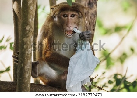 Plastic pollution in the jungle, environmental problem. Monkey eating plastic bags, mistaking them for food. Plastic waste. High quality photo