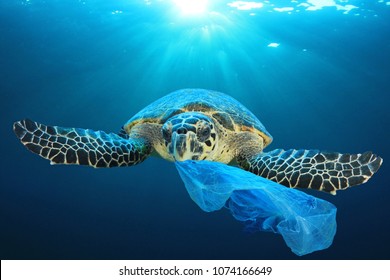 Plastic pollution in ocean environmental problem. Turtles can eat plastic bags mistaking them for jellyfish - Shutterstock ID 1074166649