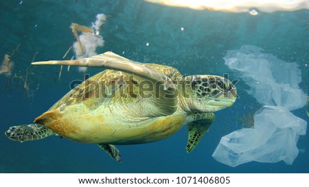 Plastic pollution in ocean environmental problem. Sea Turtle swims through discarded plastic rubbish which it can mistake for jellyfish food