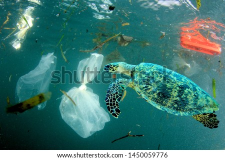 Plastic pollution in ocean environmental problem. Turtles can eat plastic bags mistaking them for jellyfish