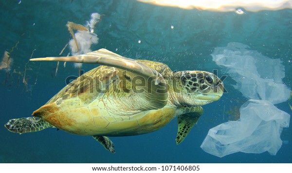 海洋環境問題のプラスチック汚染 ウミガメは クラゲの食べ物と間違える可能性のある 捨てられたプラスチックのごみを泳ぐ の写真素材 今すぐ編集