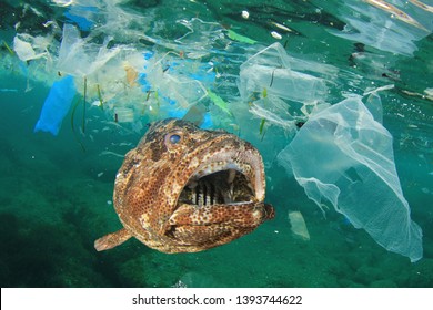 Plastic Pollution In Ocean And Fish. Micro Plastics In Ocean Contaminate Seafood  