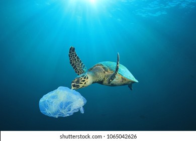 Plastic pollution in ocean problem. Sea Turtle eats plastic bag  - Shutterstock ID 1065042626