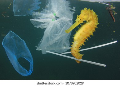 Plastic pollution in ocean. Seahorse fish and plastic garbage  