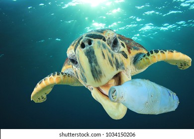 Plastic pollution problem: Sea Turtle eats plastic bottle 