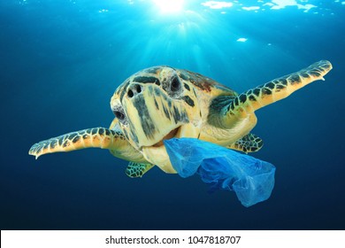 Plastic pollution problem - Sea Turtle eating plastic bag polluting ocean