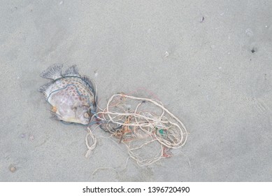 Plastic pollution problem,Death fish on the beach with dirty plastic garbage