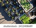 Plastic pots with various vegetables seedlings. Planting young seedlings on spring day. Growing own fruits and vegetables in a homestead. Gardening and lifestyle of self-sufficiency.
