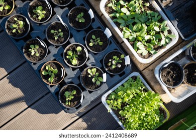 Plastic pots with various vegetables seedlings. Planting young seedlings on spring day. Growing own fruits and vegetables in a homestead. Gardening and lifestyle of self-sufficiency.