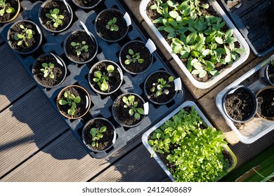 Plastic pots with various vegetables seedlings. Planting young seedlings on spring day. Growing own fruits and vegetables in a homestead. Gardening and lifestyle of self-sufficiency. - Powered by Shutterstock