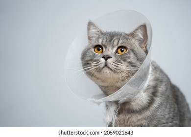 Plastic protective collar for animal on cat of British breed posing in studio. Recovery collar method of preventing animals from aggravating healing wound. Portrait scottish cat in veterinary collar.