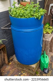 Plastic Rain Barrel For Rainwater Harvesting With Watering Can And Plants Growing On The Top Connected To The Gutter