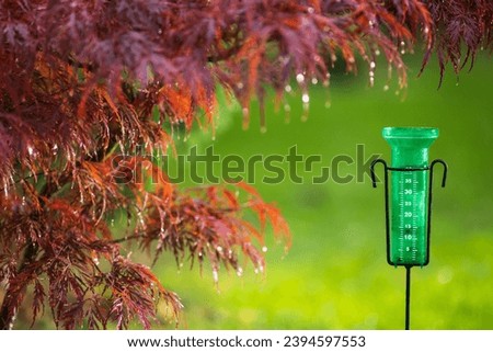 Plastic rain gauge in garden beside red acer collecting water during summer rain