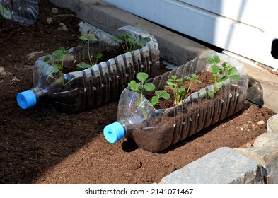 plastic is the raw material from which water bottles are made. they are transparent and hung like box, a flowerpot filled with substrate soil. Growing strawberries is an organic pastime using plastic
