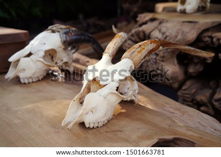 Plastic Resin Goats skull on wooden (skull model is made of plastic) for sale in market , selective focus                                               