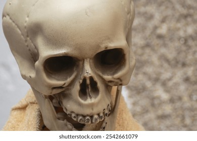 plastic skeleton skull for Halloween decoration and horror party fun, scary background - Powered by Shutterstock