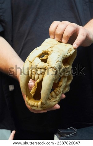 A plastic skull in the hands of a man. Imitation of an animal's cranial bone