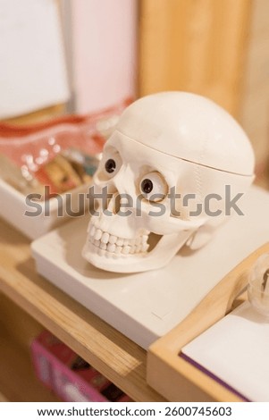 Plastic skull model with eyes, used for education and display