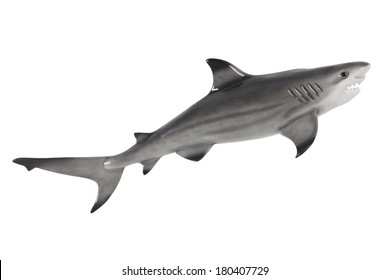 Plastic Toy Shark Cut Out, Isolated On White Background