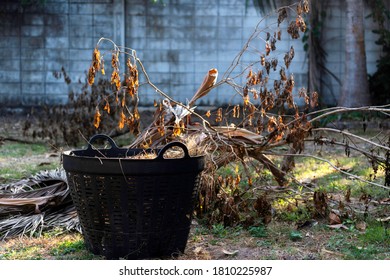 Plastic Trash For Holding Dry Leaves,storage Pile  Many Dry Leaves In Black Trash