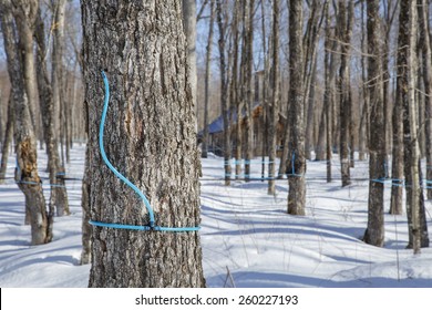 Plastic Tubing Attached To Maple Tree To Collect Sap 