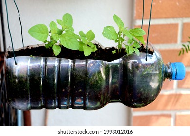 Plastic water bottle DIY for planting holy basil plants and decoration at the balcony.Garden at home. Reuse and recycle concepts. Save the environment and protect our earth