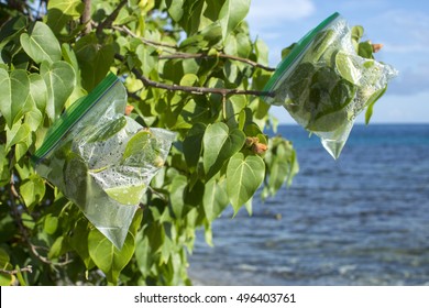 Plastic Ziplock Evapotranspiration Bags Hang On Ends Of Portia Tree Branches On Caribbean Island To Collect Fresh Drinking Water