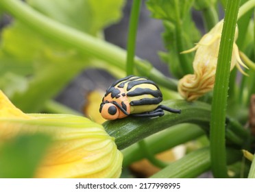 Plasticine world - homemade yellow colorado potato beetle on zucchini plant, selective focus on head
 - Powered by Shutterstock